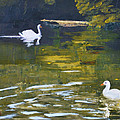 I wish I was a Swan